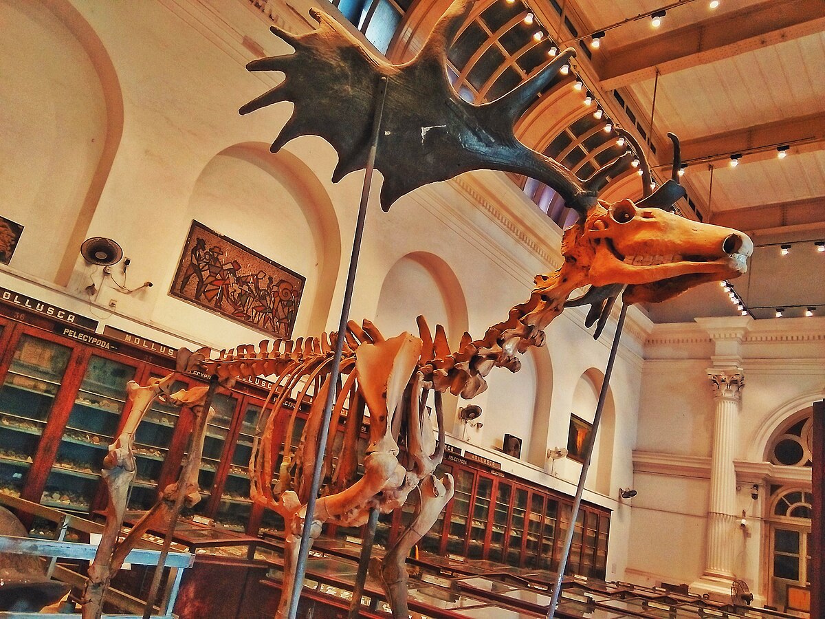 Fossils and Skeletons of Dinosaurs