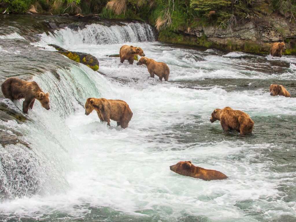 Katmai-National-Park-and-Preserve-alaska-vacation