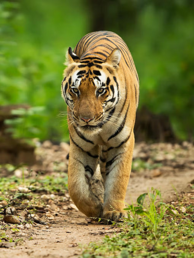 7 Zoos In Maharashtra That Will Let You Spend Time With Nature