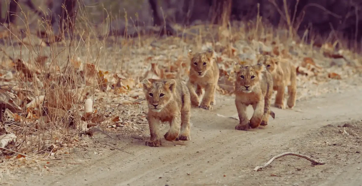 Places to visit in Gujarat. Gir National Park