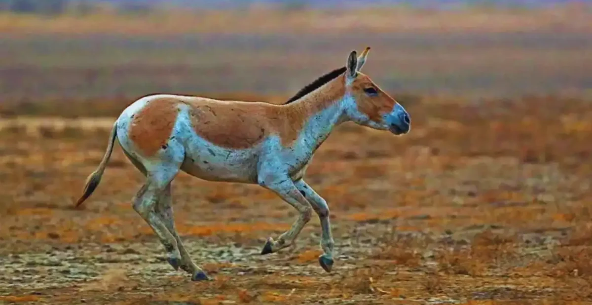 Little Rann of Kutch. Places to visit in Gujarat
