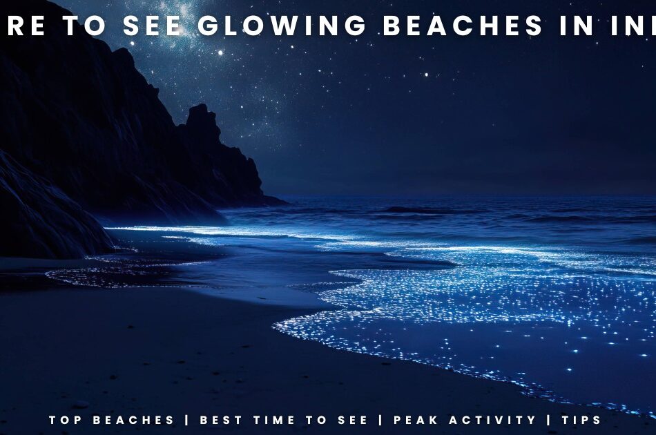 10 Must-Visit Bioluminescent Beaches In India That glow In Night