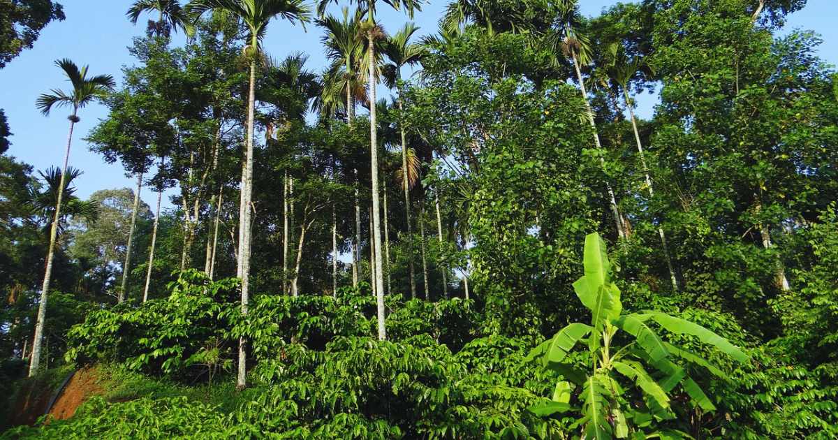 Coorg Places to Visit in One Day