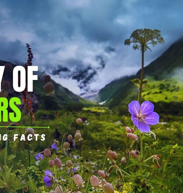 10 Interesting Facts About Valley of Flowers