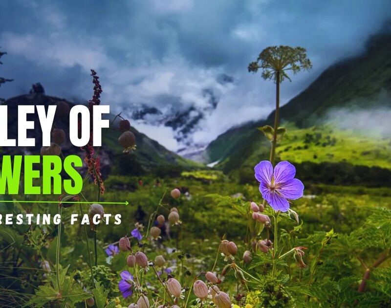 10 Interesting Facts About Valley of Flowers
