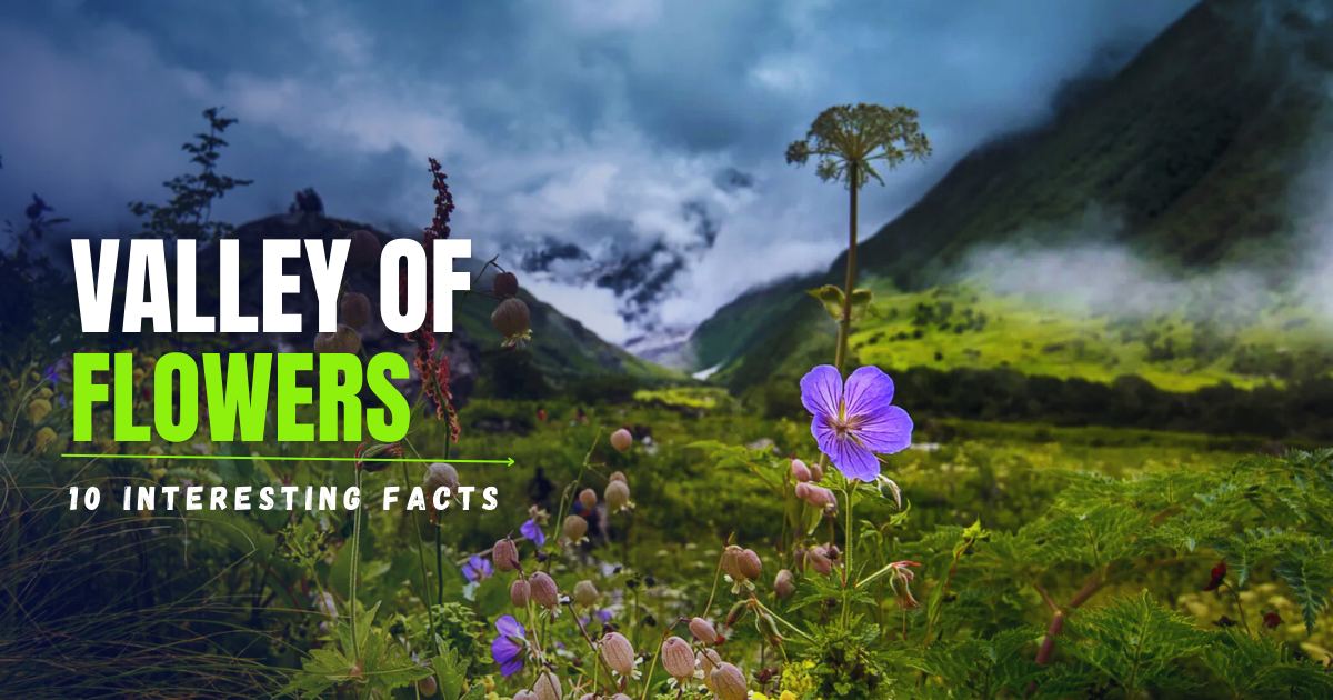 10 Interesting Facts About Valley of Flowers