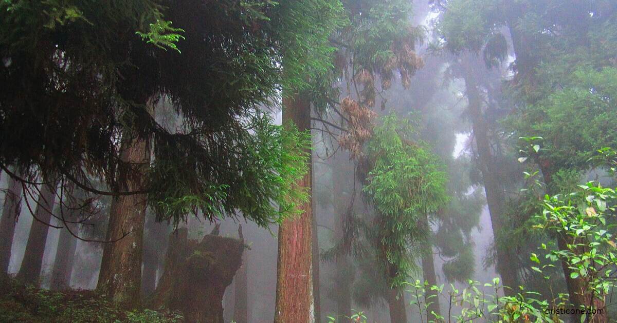 9 Beautiful Hill Stations in West Bengal 
