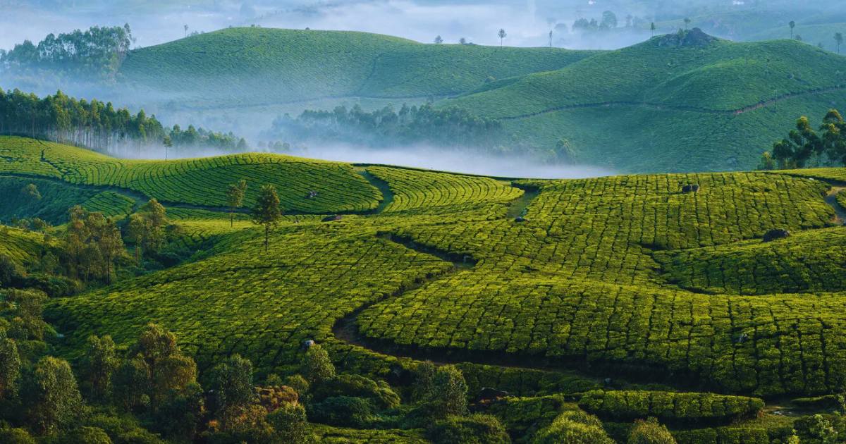 Top 10 Most Photogenic Landscapes in Kerala