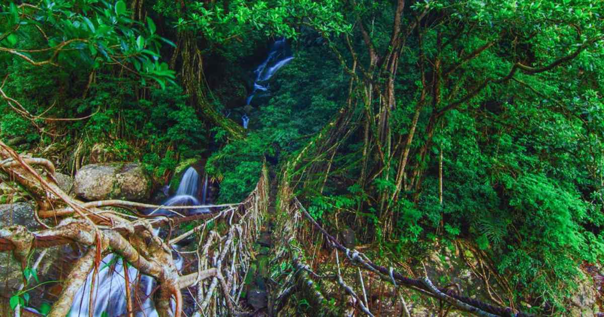 Meghalaya Monsoon Trip Itinerary(Living Root Bridges)