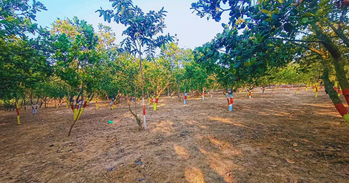 Panchabati Sarabor Jhargram