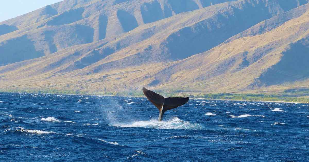 Hawaii_Whale_watching