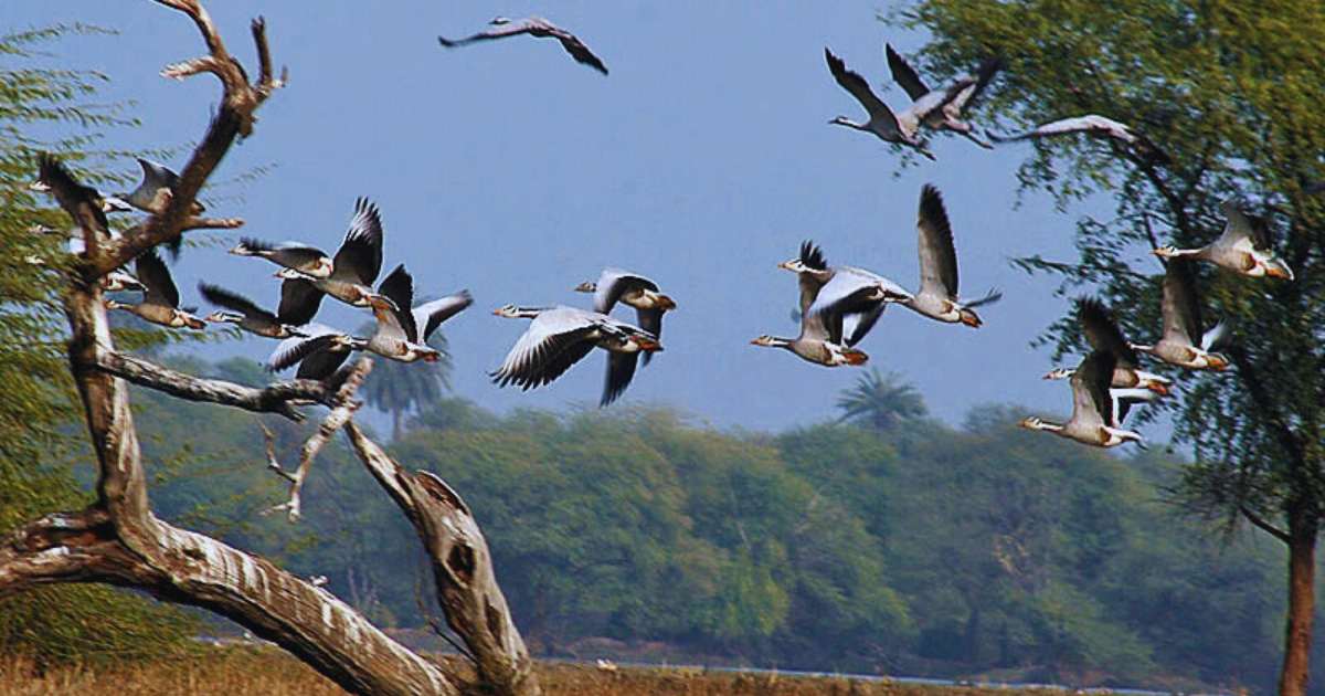 top 7 Bird watching spot to visit in India this February-March