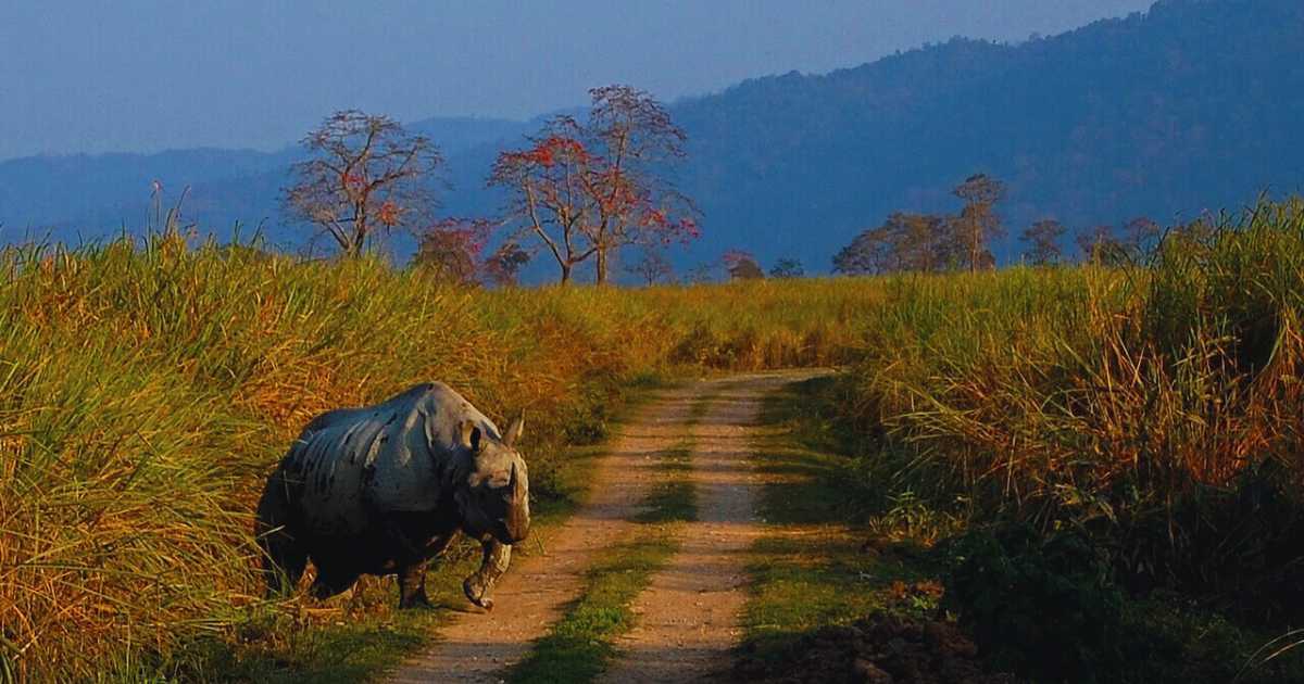 Kaziranga National Park, Assam