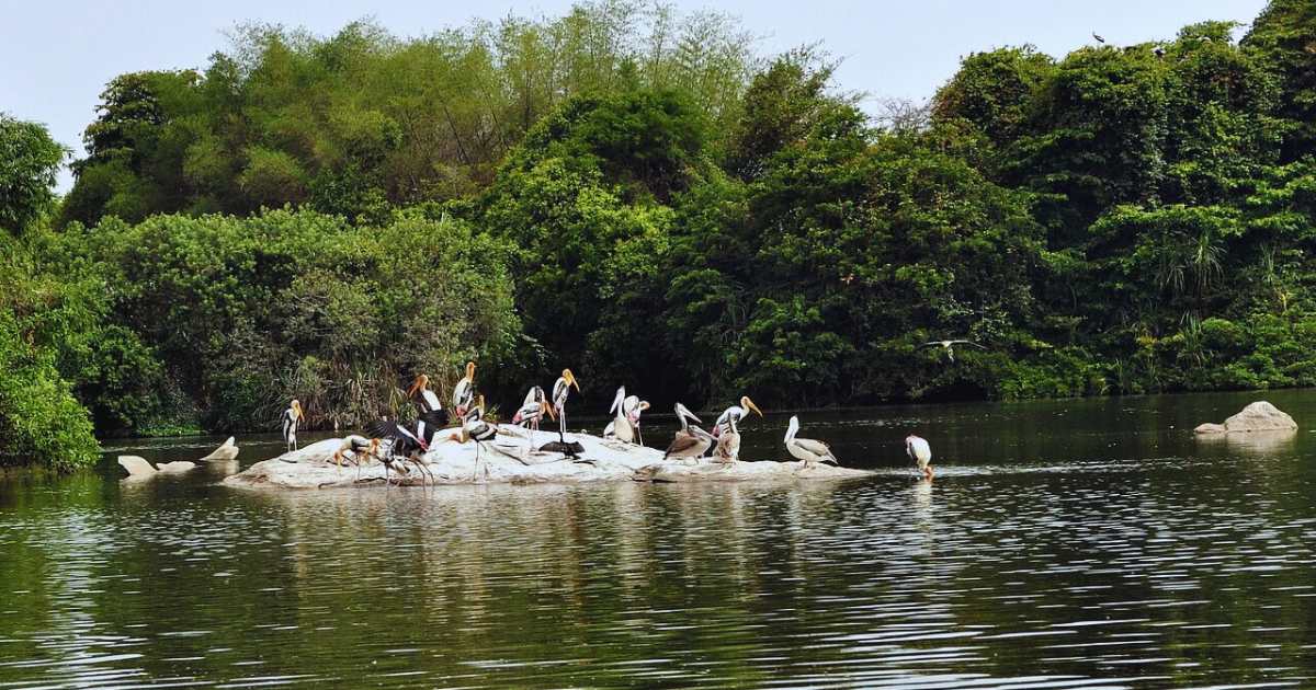 Ranganathittu Bird Sanctuary, Karnataka