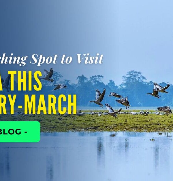Top 7 Bird Watching Spot to Visit in India This February-March