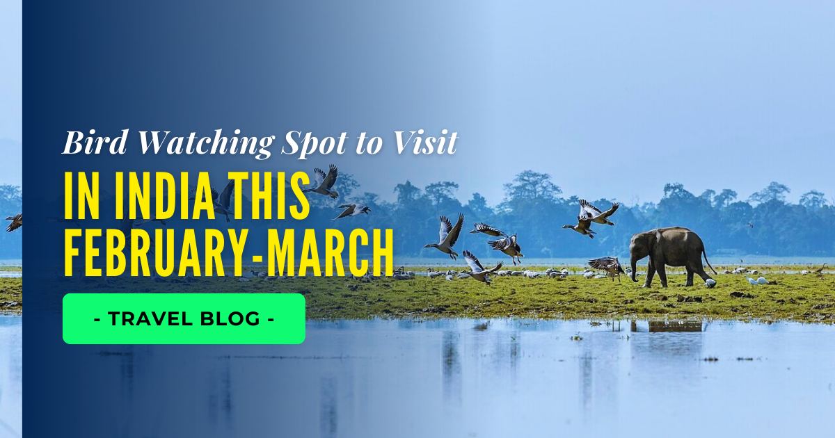 Top 7 Bird Watching Spot to Visit in India This February-March