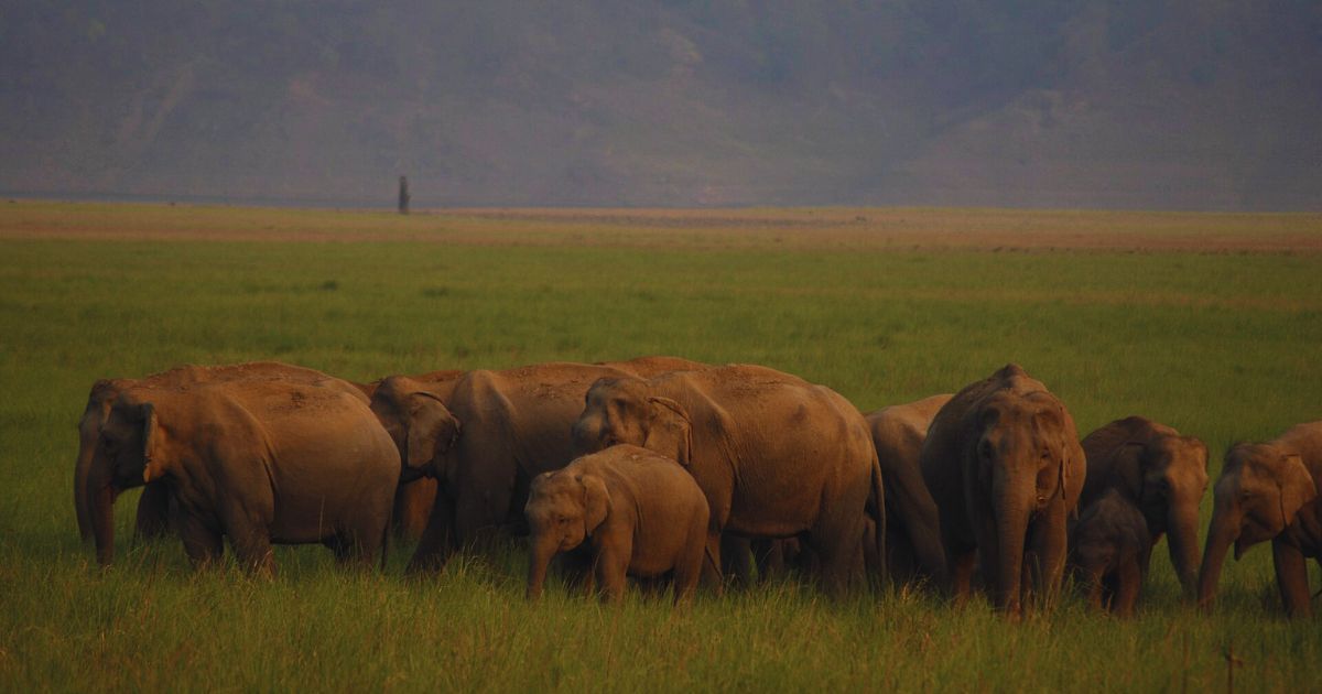 Jim Corbett National Park