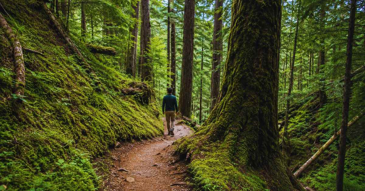 Nature Trails and Forest Walks