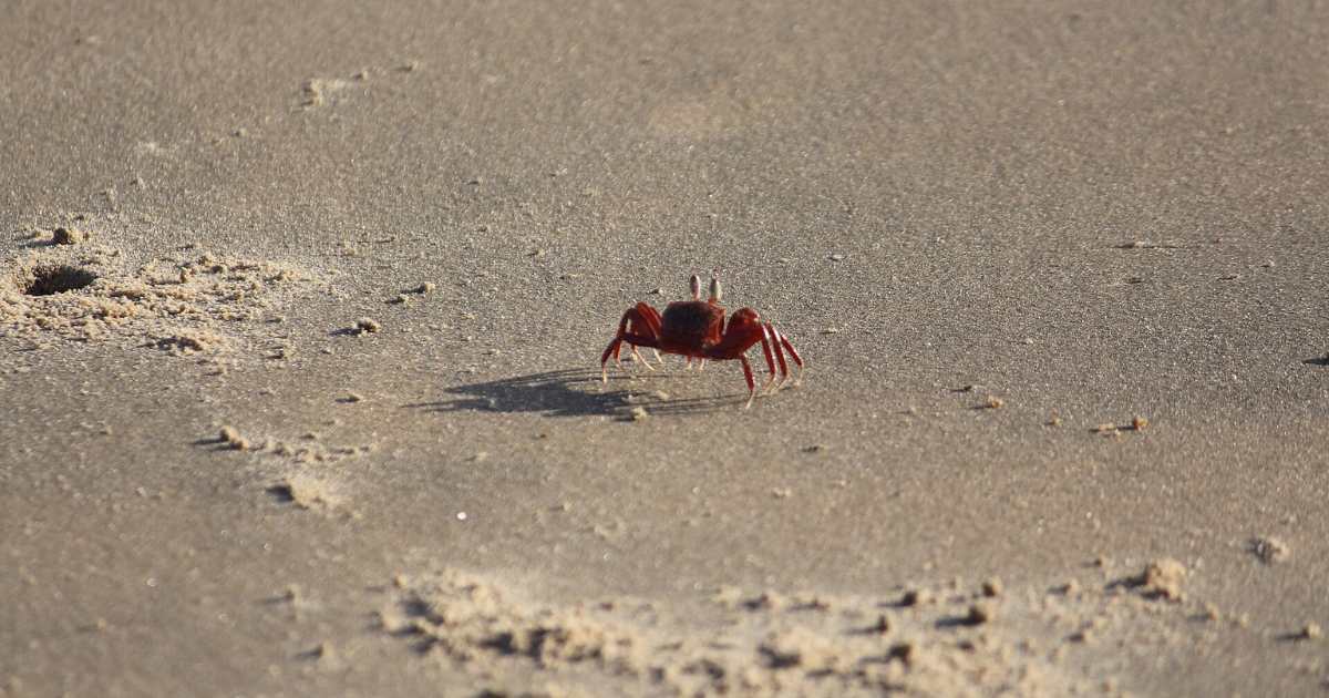 best tourist places to visit in Mandarmani - Red Crabs