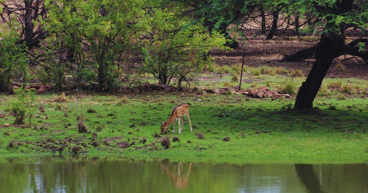 7 Best Summer Places in Bhopal- Van Vihar National Park