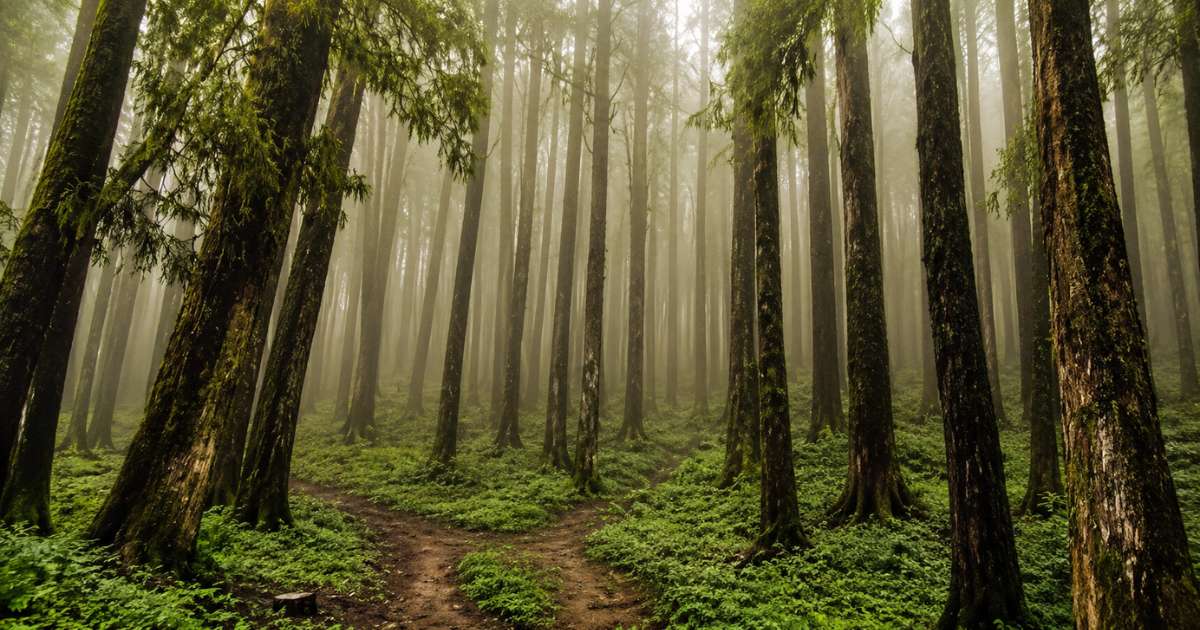 Monsoon Places in North Bengal - Lepchajagat