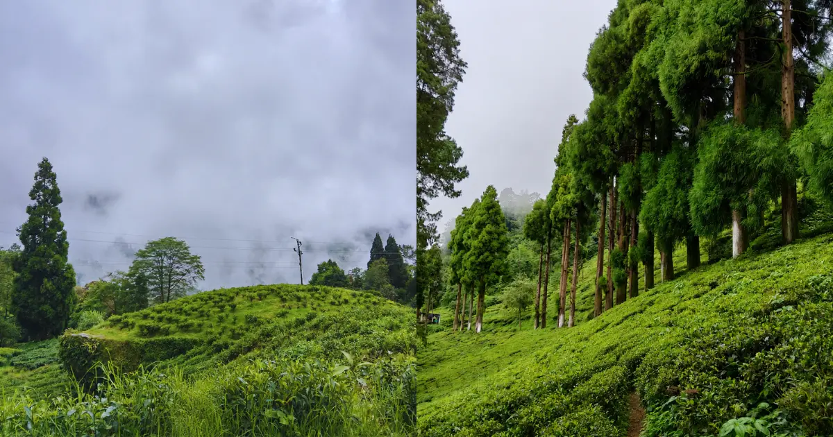 Darjeeling 4 Days 3 Nights Itinerary- Happy Valley Tea Garden