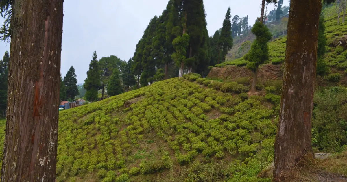 Happy Valley Tea Estate Darjeeling