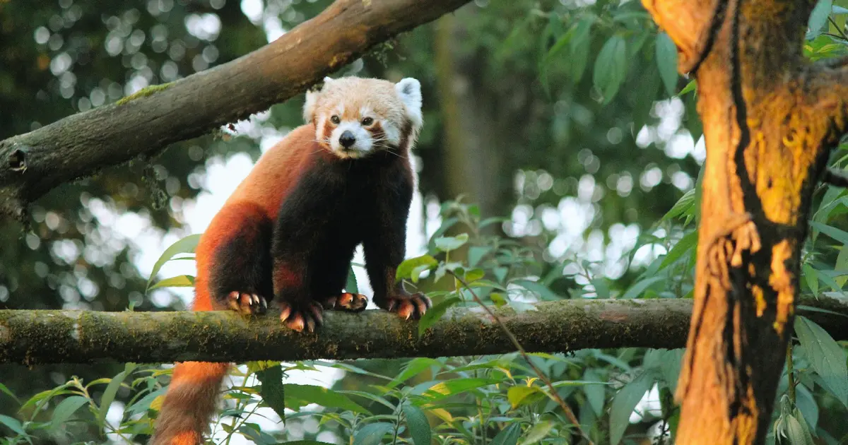 Padmaja Naidu Himalayan Zoological Park