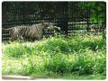 nandankanan-park-image (2)_copy_776x584