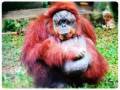 nandankanan-zoological-park-3_copy_900x800-01_copy_776x584