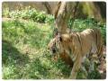 nandankanan-zoological-park-6_copy_900x800-01_copy_776x584