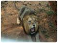 nandankanan-zoological-park-2_copy_900x800-01_copy_776x584