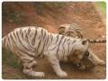 nandankanan-zoological-park-12_copy_900x800-01_copy_776x584
