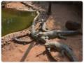 nandankanan-zoological-park-7_copy_900x800-01_copy_776x584
